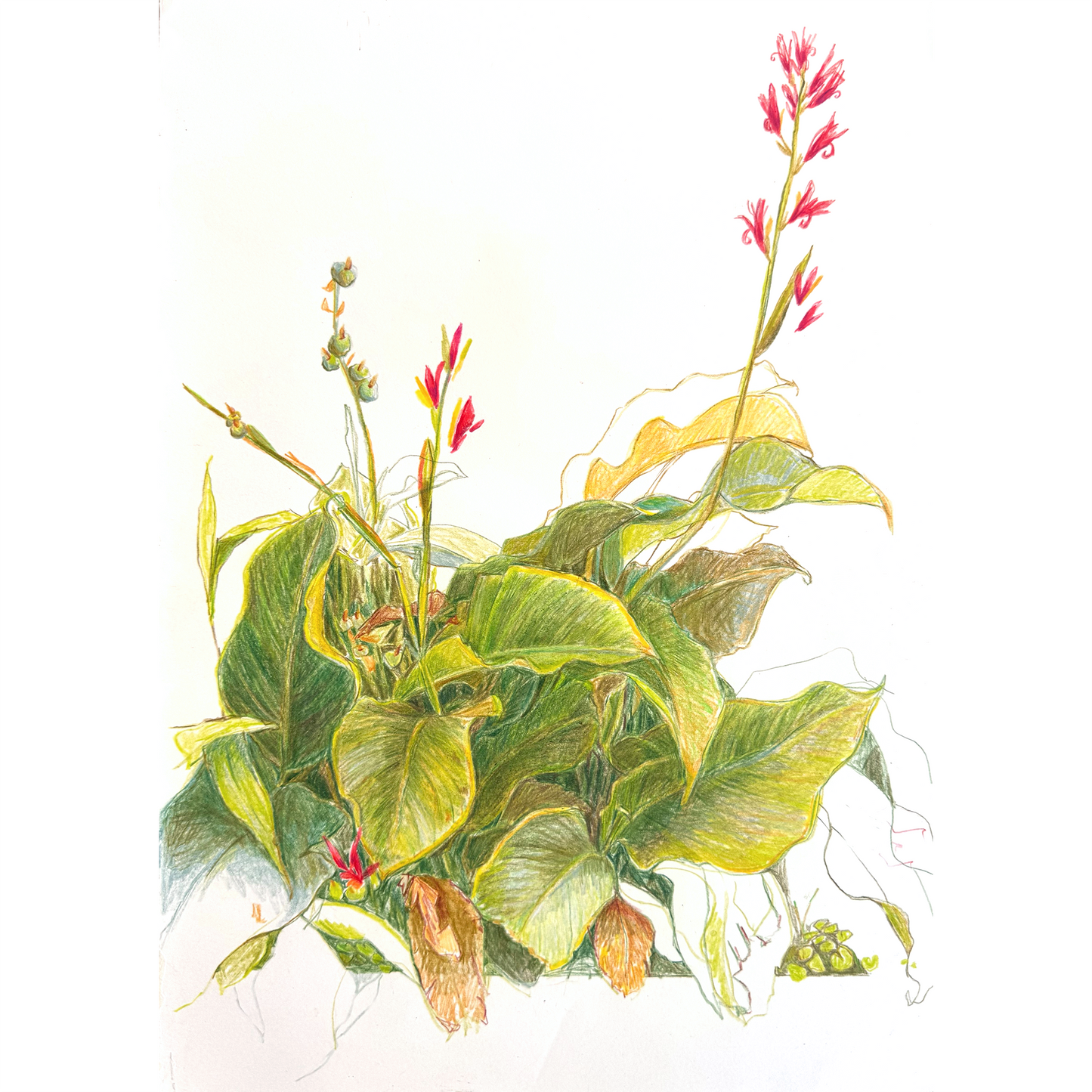 Colonial Lake in Bloom